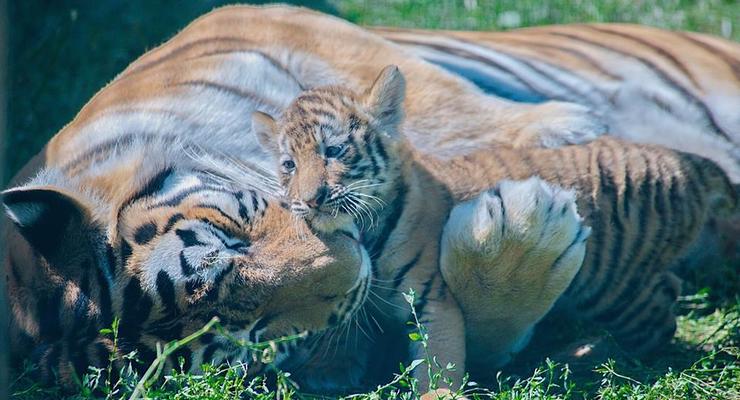 В харьковском экопарке родились амурские тигрята