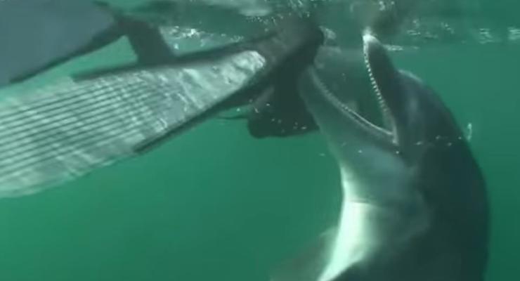 Французы закрыли пляж из-за возбужденного дельфина