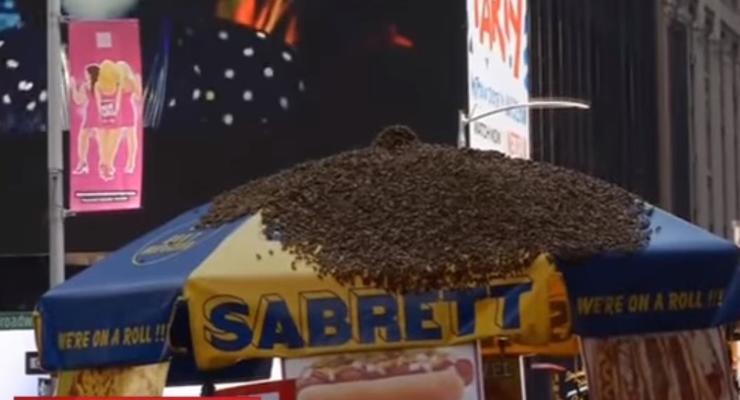 Тысячи пчел напали на зонтик в Нью-Йорке