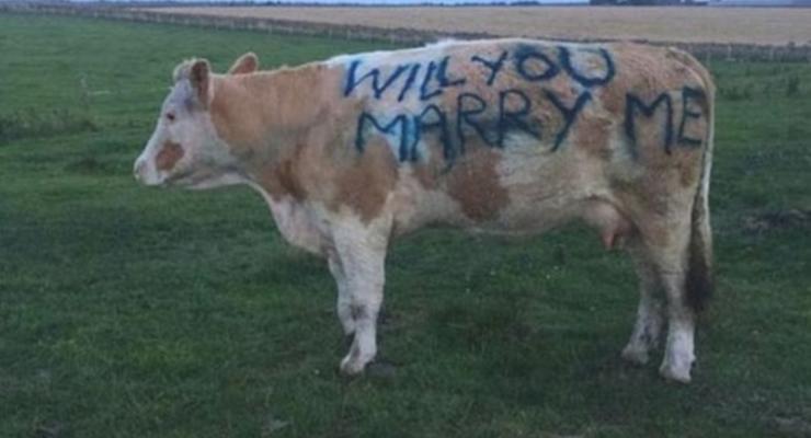 В Шотландии девушку позвали замуж с помощью коровы