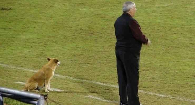 В Парагвае пес тренирует футбольную команду