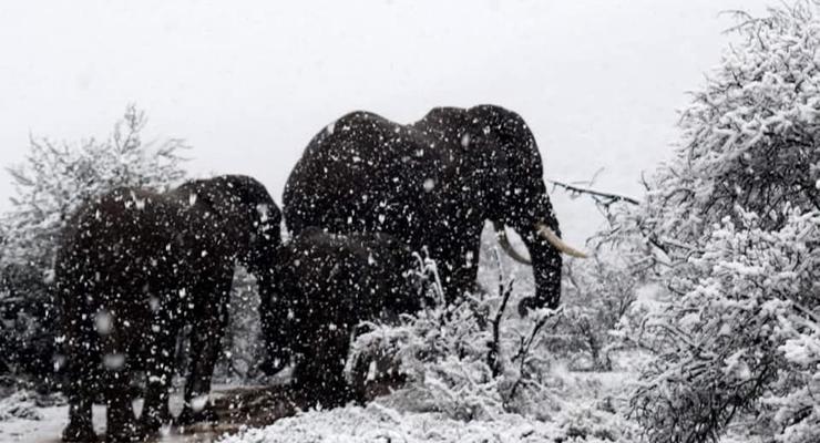 В Африке выпал снег: слоны и жирафы бродят по сугробам