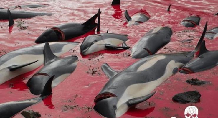 На Фарерах бойня дельфинов попала на видео