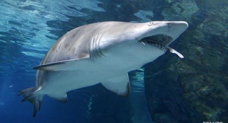 В США мужчина погиб после нападения акулы