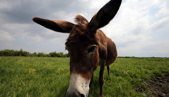 Пожарных, обозвавших президента ослом, посадят