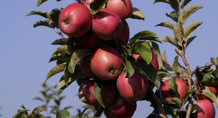 В Австралии нашли яблоки с иглами