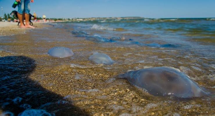 В Одессе от ожогов медуз пострадали более 500 отдыхающих