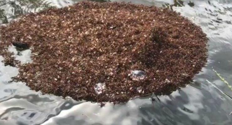 Из-за урагана в США появились острова ядовитых муравьев