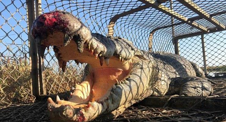 Биолог оседлал огромного крокодила для селфи