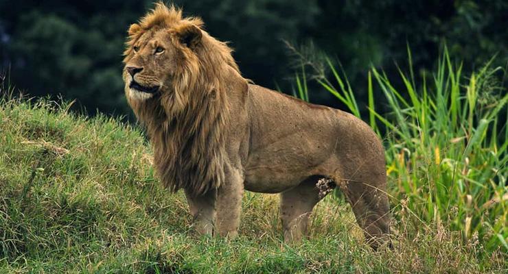 В Индии загадочно погибли сразу 11 львов