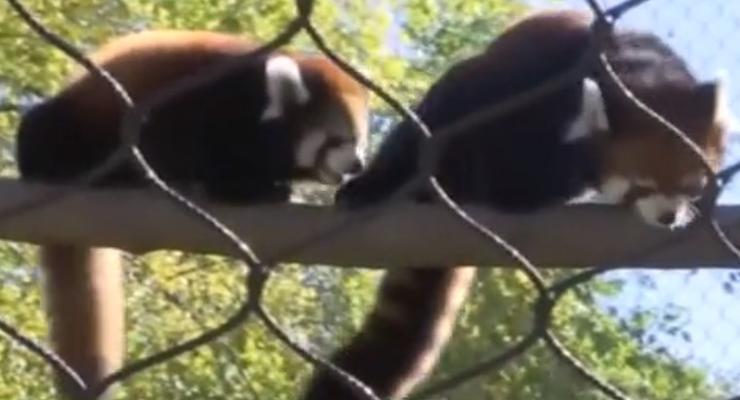 В зоопарке США показали 3-месячную красную панду