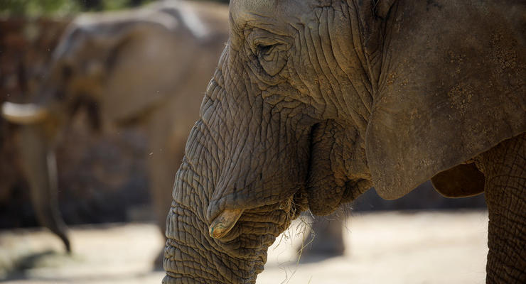 В Зимбабве слон затоптал туристку из Германии