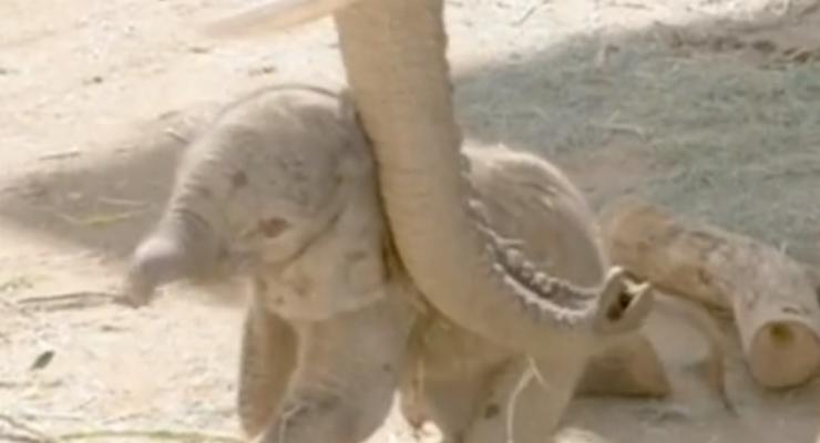 В калифорнийском зоопарке родился слоненок