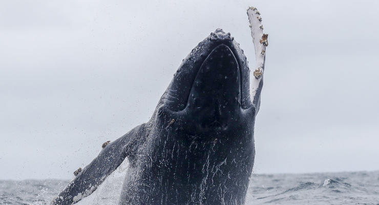 В Аргентине два дня спасали горбатого кита
