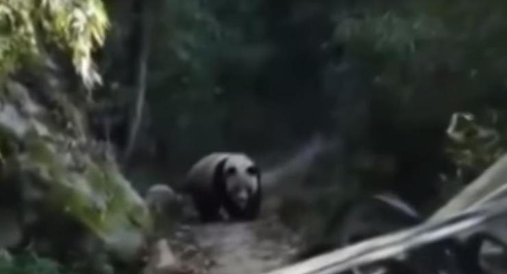 В Китае панда напугала лошадь