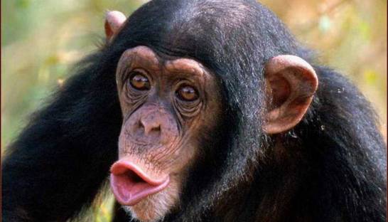 На Шри-Ланке обезьяна убила пенсионерку кокосом