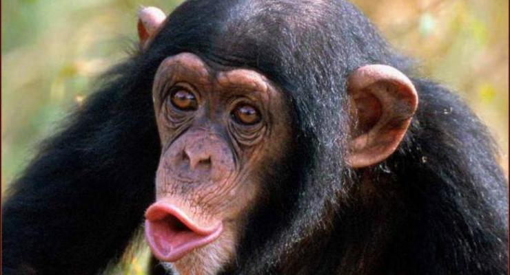 На Шри-Ланке обезьяна убила пенсионерку кокосом