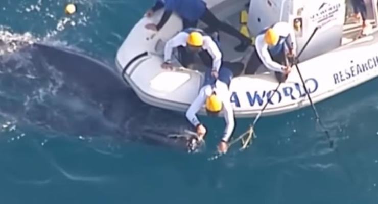 У берегов Австралии спасли детеныша кита