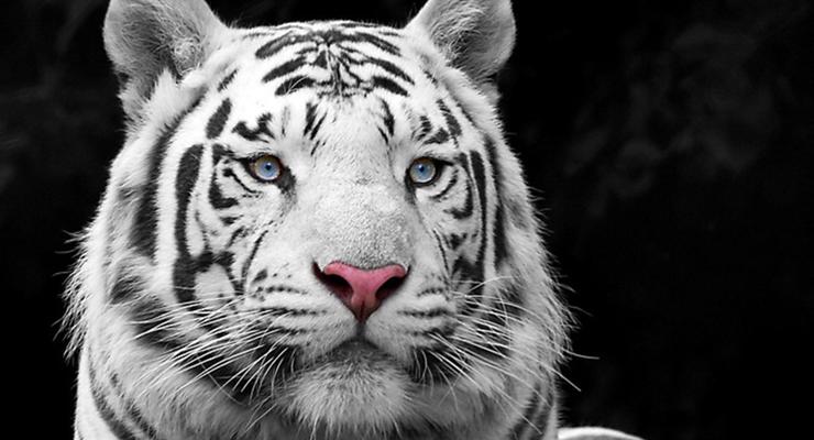 В Японии белый тигр загрыз работника зоопарка