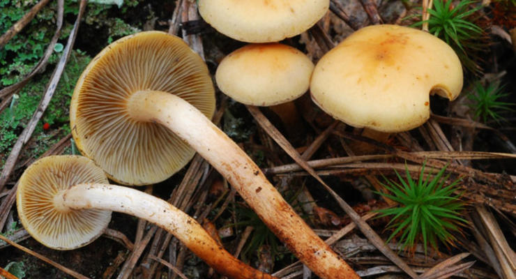 Под Херсоном семья отравилась грибами: отец и дочь умерли