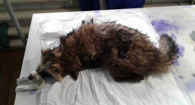 На улице Бердянска нашли раненую енотовидную собаку