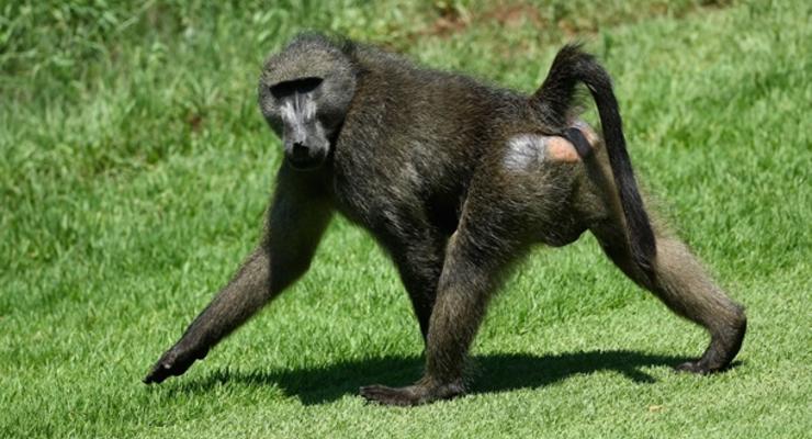 В Индии стая обезьян убила мужчину кирпичами