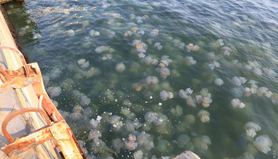 В море под Одессой — нашествие медуз