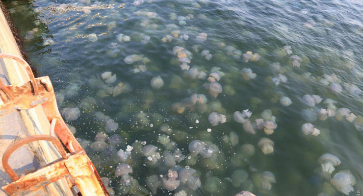 В море под Одессой — нашествие медуз