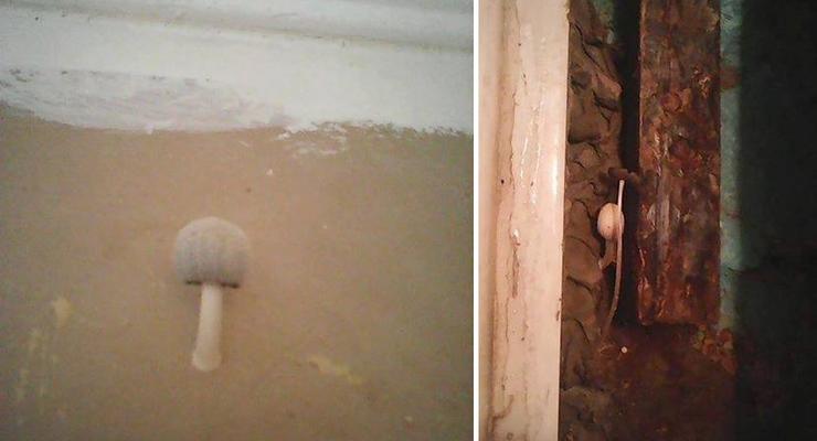 В Киеве на Воскресенке у женщины на стенах квартиры выросли грибы