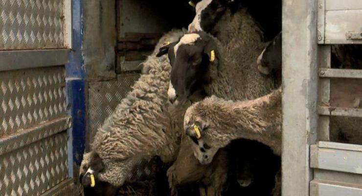 "Застрявших" в Черноморском порту овец могут утилизировать