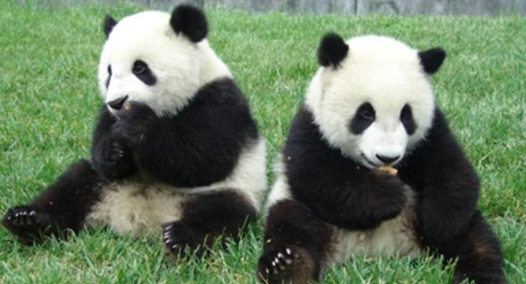 В Китае туристы больше не будут фотографироваться с пандами