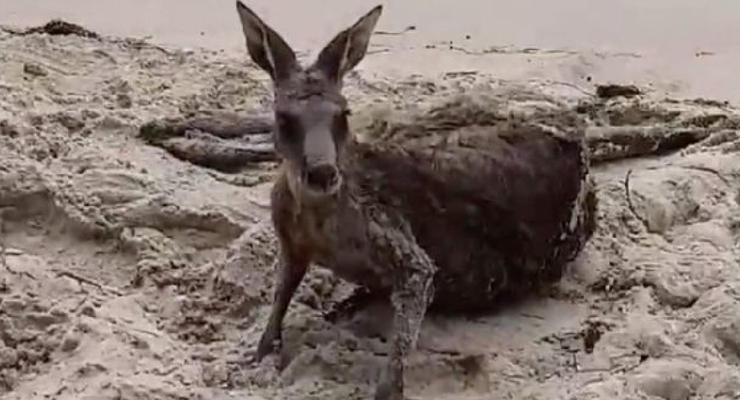 Австралийские полицейские спасли тонущего кенгуру