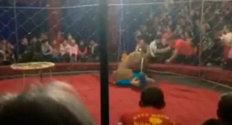 В России львица напала на ребенка в цирке