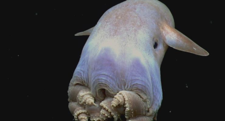 У берегов США ученые запечатлели ушастого осьминога