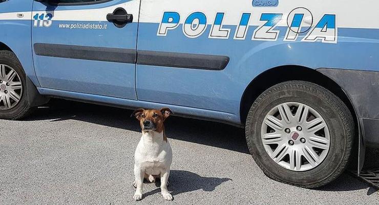 Итальянская мафия объявила награду за полицейскую собаку