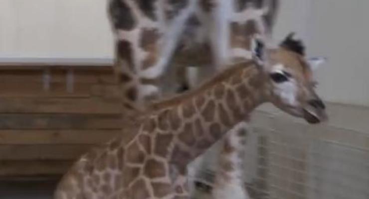В Одесском биопарке родился детеныш жирафа