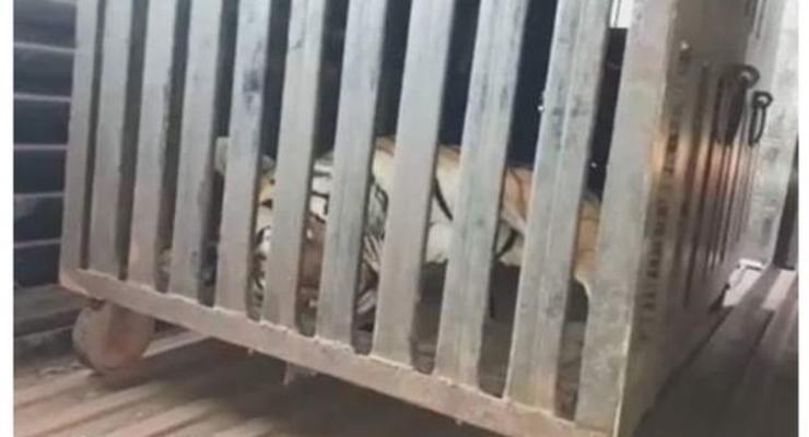 В Индии поймали тигрицу-людоеда