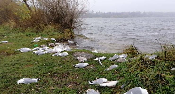Возле озера в Тернополе нашли сотню мертвых птиц