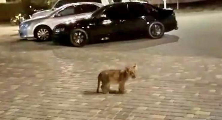 По улицам Одессы бродит бездомный львенок