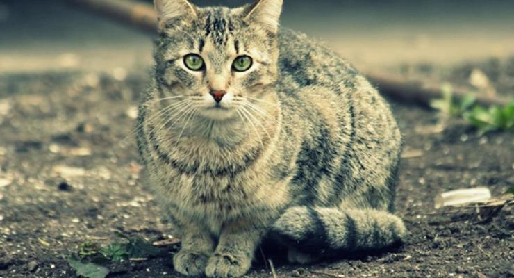 Жителя Полтавской области за увечья кота посадили на шесть лет