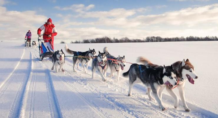 Собачьи упряжки признали видом транспорта в Дании