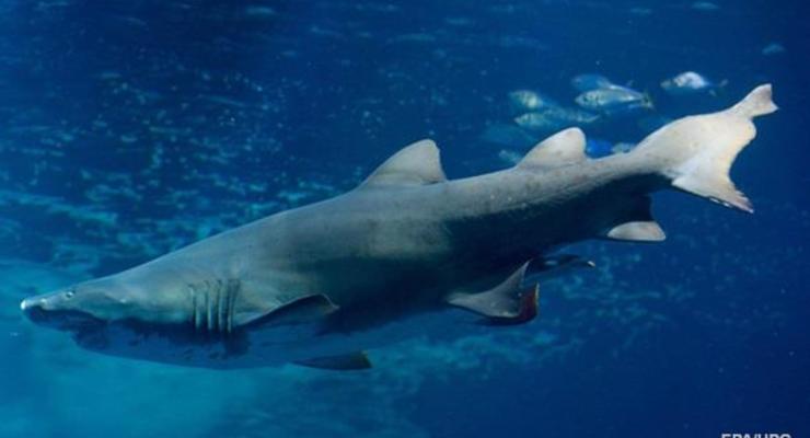 Акула напала на мужчину у побережья Австралии