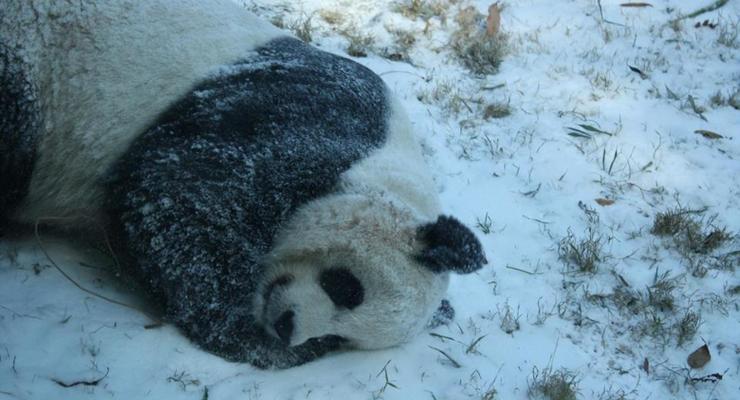 Панда радуется снегу: забавное видео из США