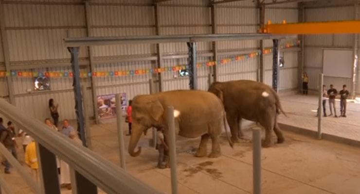 В Индии открыли первый госпиталь для слонов