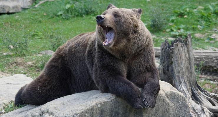 Медведь напал на женщину под Харьковом