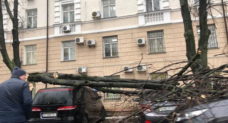 В Одессе упавшее дерево повредило 10 авто