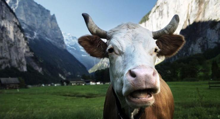 Швейцарцы попробуют спасти рога коров на референдуме