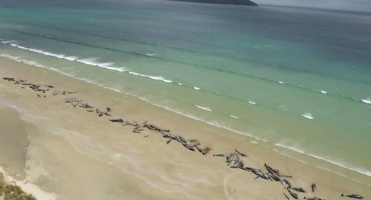 В Новой Зеландии на берег выбросились около 150 дельфинов