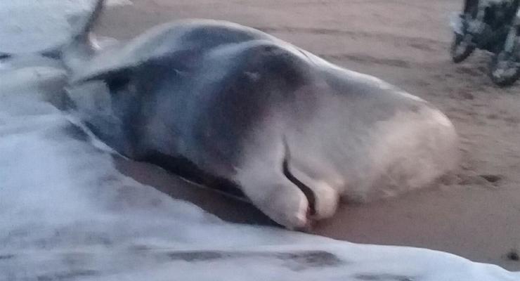 На берег Белого моря выбросился кит