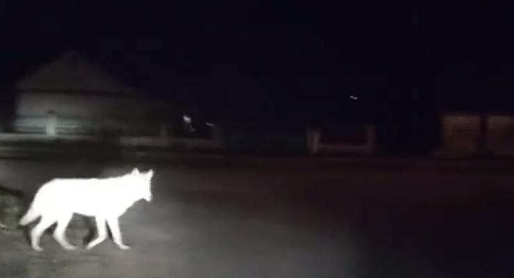 Уличный волк разгуливает по райцентру под Одессой